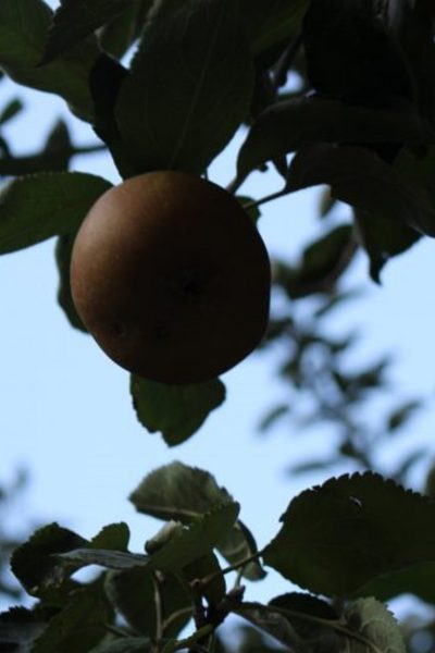 Fruta_Esav
